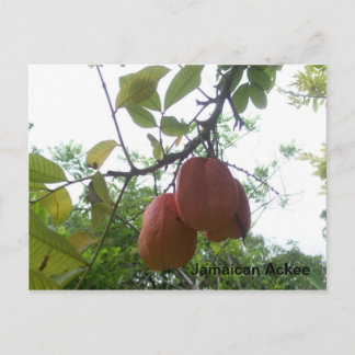 Postal con foto de ackee jamaiquino