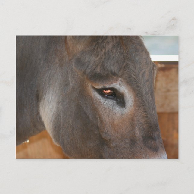 Postal con foto de animal de Donkey Thoughts Farm (Anverso)