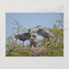 Postal con foto de Blue Heron Nest