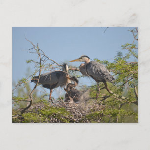 Postal con foto de Blue Heron Nest
