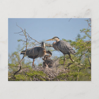 Postal con foto de Blue Heron Nest