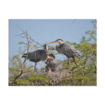 Postal con foto de Blue Heron Nest