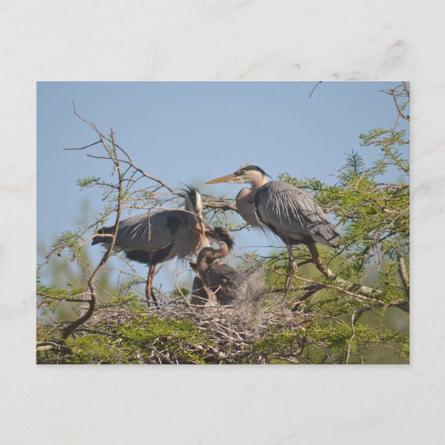 Postal con foto de Blue Heron Nest (Anverso)