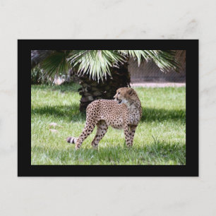 Postal con foto de Cheetah