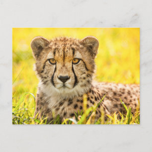 Postal con foto de Cheetah
