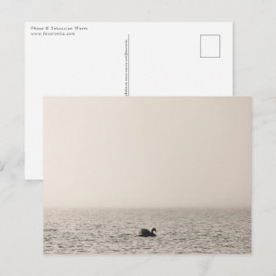 Postal con foto de la naturaleza del cisne blanco