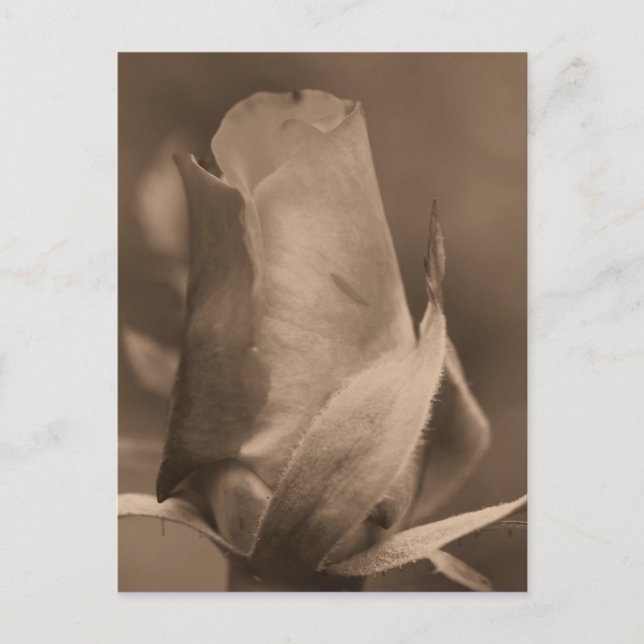 Postal con foto de Sepia Rosebud (Anverso)