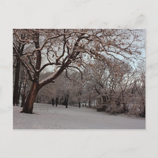 Postal con foto de Snowy Woods (Anverso)