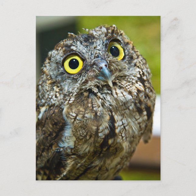 Postal con foto de Western Screech Owl Close-up (Anverso)