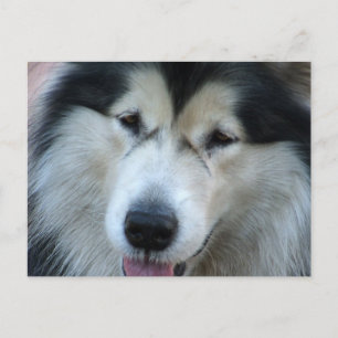 Postal con foto de Wolf Malamute