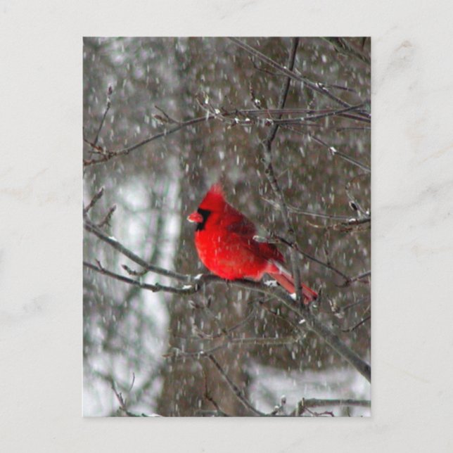 postal con foto del cardenal masculino (Anverso)