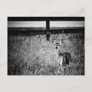 Postal con fotografía de Doe