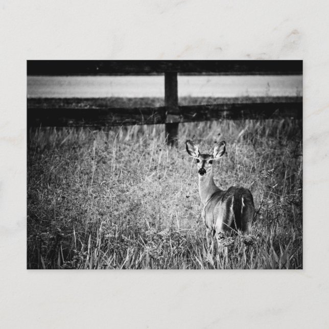 Postal con fotografía de Doe (Anverso)