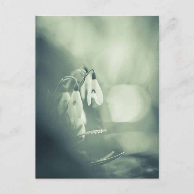 Postal con fotografía de la naturaleza de Snowdrop (Anverso)