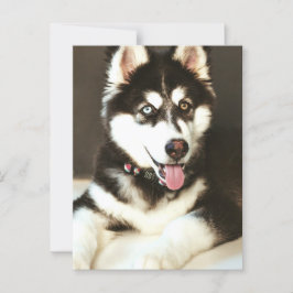 Postal con fotografía de perro del Mascota Siberia