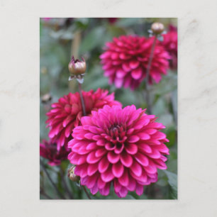 Postal con fotografía floral de Dahlia rosa