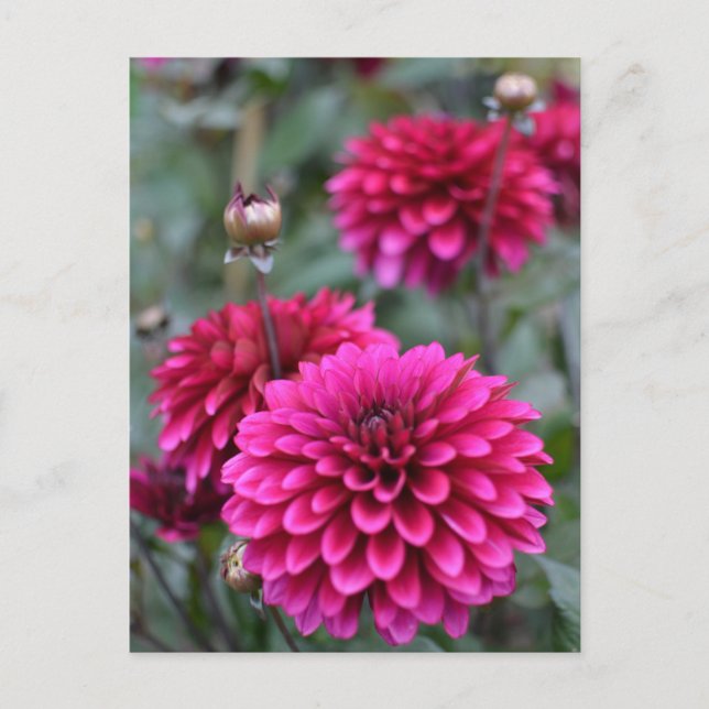 Postal con fotografía floral de Dahlia rosa (Anverso)