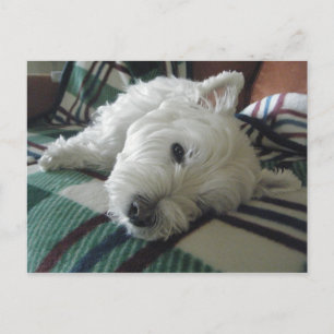 Postal con fotografía satelital Sofa Westie