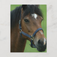 Postal con fotos de caballos árabes