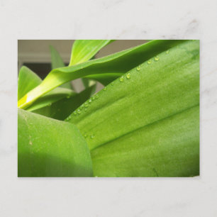 Postal con hojas de orquídeas verdes felices