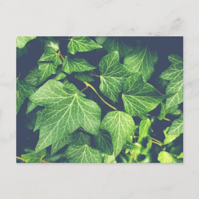 Postal con hojas verdes de Ivy Leaf Green (Anverso)