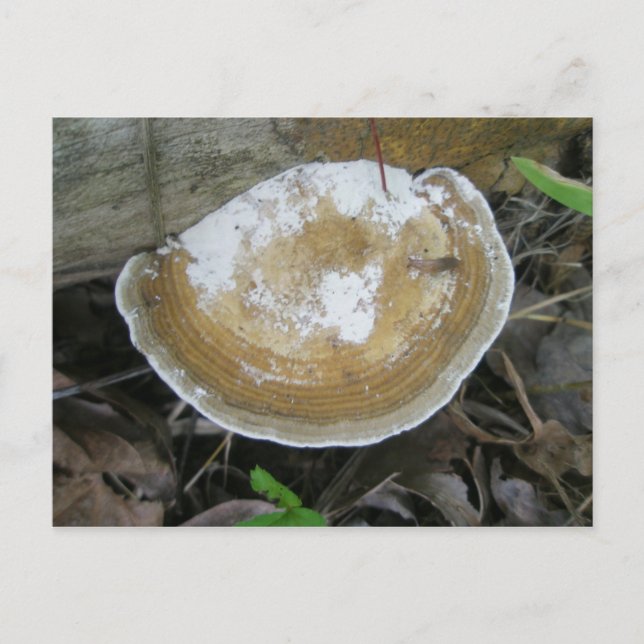 Postal con hongo de abrigo de Tan marrón (Anverso)