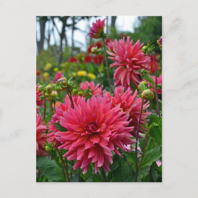 Postal con huella de jardín de flores de dahlia ro (Anverso)