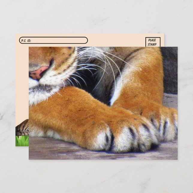 Postal con ID de las rutas de tigre de posttravesí (Anverso / Reverso)