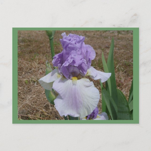 Postal con iris azul. (Anverso)