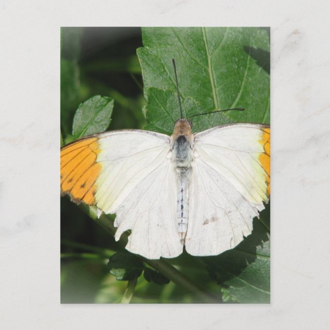 Postal con mariposa de ala blanca con puntas de na (Anverso)