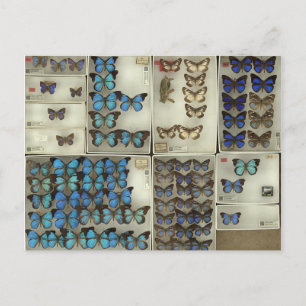 Postal con mariposas Lycaenidae