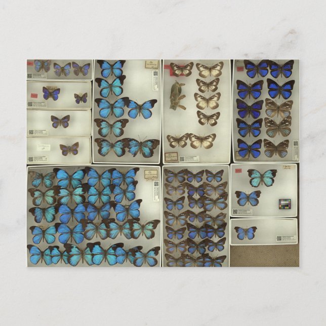 Postal con mariposas Lycaenidae (Anverso)