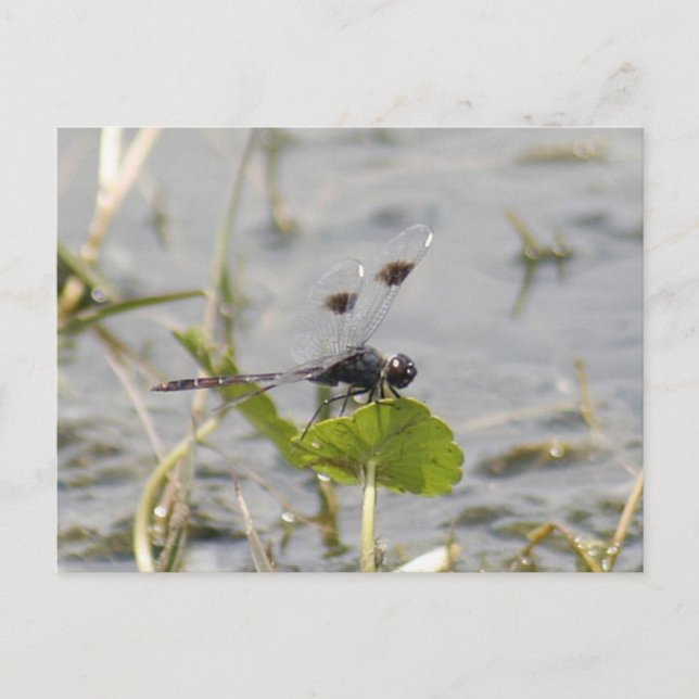 Postal con mosquitera Pennant Banda (Anverso)