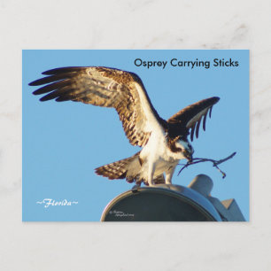 Postal con palos de carga Osprey