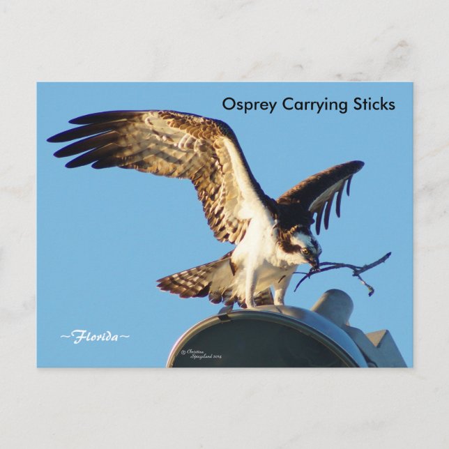 Postal con palos de carga Osprey (Anverso)