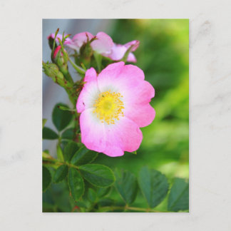 Postal con Rosa de té salvaje rosa