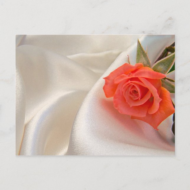 Postal con rosa rosa rosa rosa (Anverso)