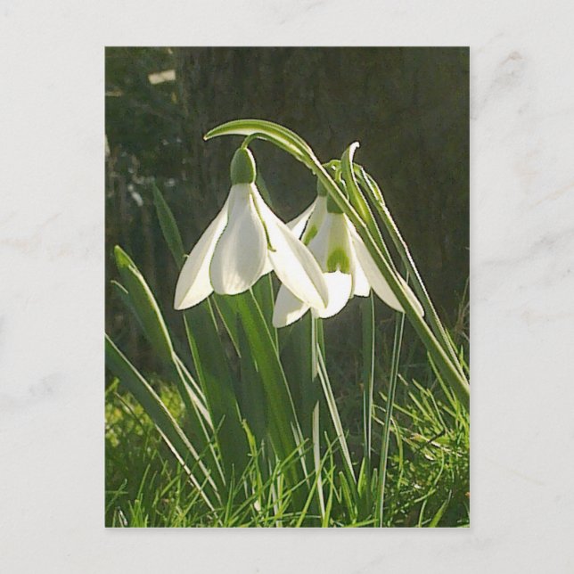 Postal con Snowdrop (Anverso)