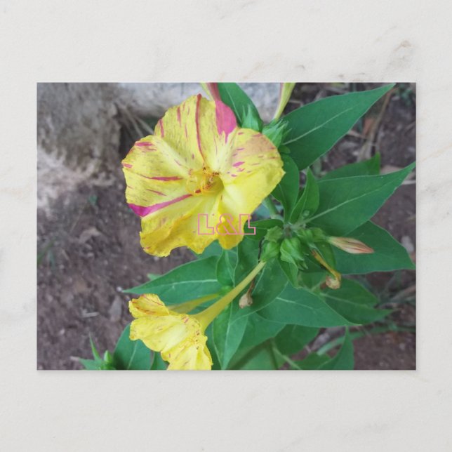 Postal con sobre blanco (Anverso)