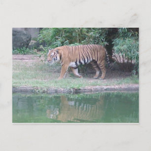 Postal con "tigre indochino"