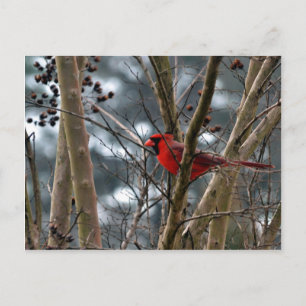 Postal Concentración cardinal masculina