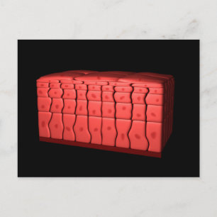 Postal Concepto De Epitelio Escamoso Estreatificado 2