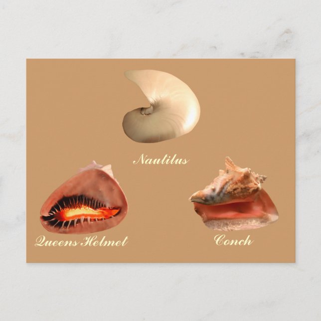 Postal Conch, Nautilus, Queens Helmet (Anverso)