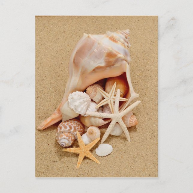Postal Conch Shell con conchas y Starfish (Anverso)