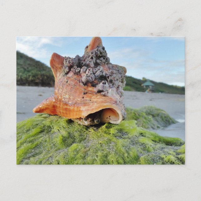 Postal Conch Shell en la playa (Anverso)