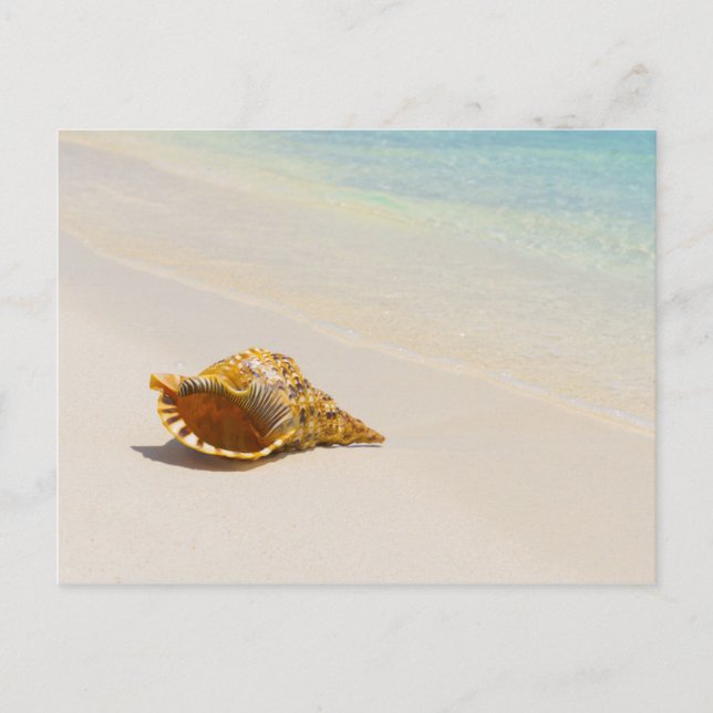 Postal Conch Shell En La Playa 3 (Anverso)
