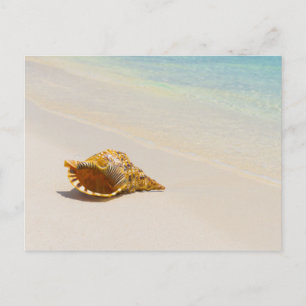 Postal Conch Shell En La Playa 3