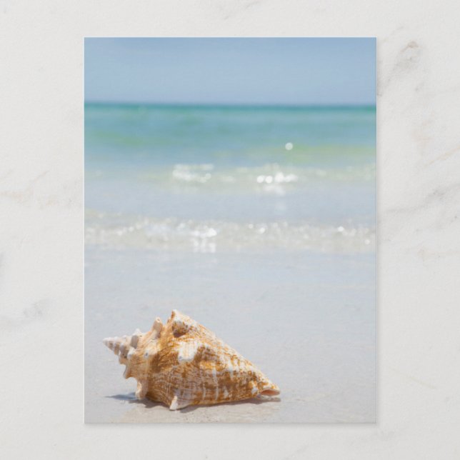 Postal Conch Shell En La Playa | Florida, San Petersburgo (Anverso)