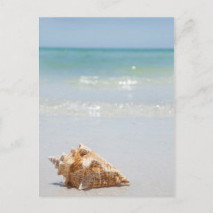 Postal Conch Shell En La Playa Florida, San Petersburgo