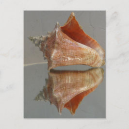 Postal Conch Shell Y Su Reflexión